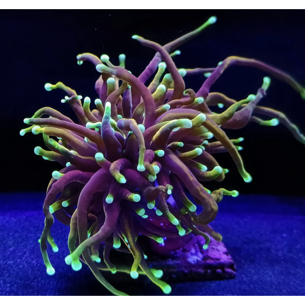 DRAGON SOUL TORCH CORAL (ONE HEAD)